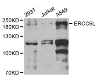 ERCC6L Polyclonal Antibody