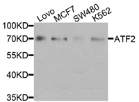 ATF2 Polyclonal Antibody