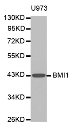 BMI1 Polyclonal Antibody