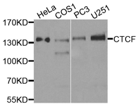 CTCF Polyclonal Antibody