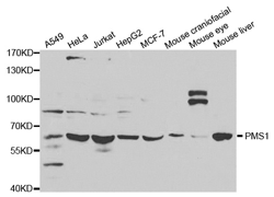 PMS1 Polyclonal Antibody