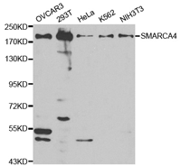SMARCA4 Polyclonal Antibody