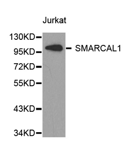 SMARCAL1 Polyclonal Antibody