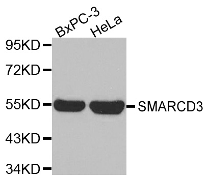SMARCD3 Polyclonal Antibody