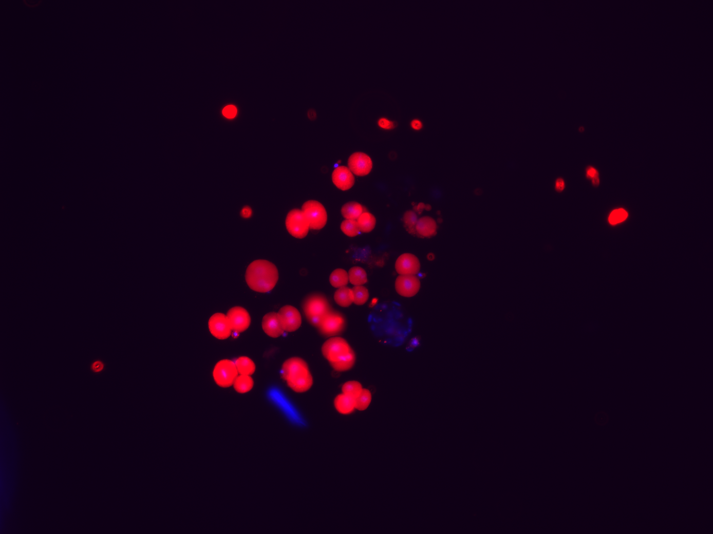 MuERVL-Gag Polyclonal Antibody