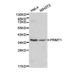 PRMT1 Polyclonal Antibody