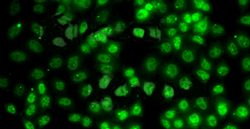 PRMT2 Polyclonal Antibody