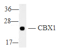 CBX1 Polyclonal Antibody