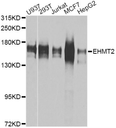 EHMT2 Polyclonal Antibody