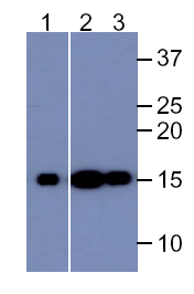 Histone H3K9me3 (H3K9 Trimethyl) Monoclonal Antibody [6F12H4]