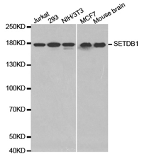 SETDB1 Polyclonal Antibody