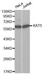 KAT5 Polyclonal Antibody
