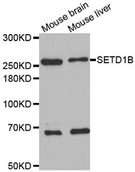 SETD1B Polyclonal Antibody