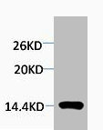 Histone H4R3 Monomethyl (H4R3me1) Polyclonal Antibody