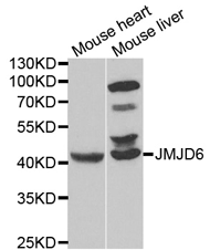 JMJD6 Polyclonal Antibody