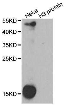 Pan Kme2 (Dimethyl Lysine) Polyclonal Antibody