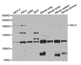 MLL5 Polyclonal Antibody