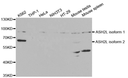 ASH2L Polyclonal Antibody