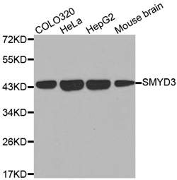 SMYD3 Polyclonal Antibody