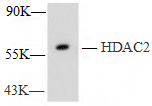 HDAC2 Monoclonal Antibody