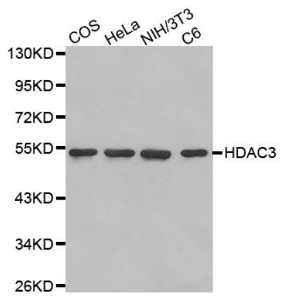 HDAC3 Monoclonal Antibody [A10B1]