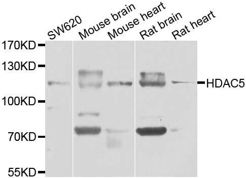 HDAC5 Polyclonal Antibody
