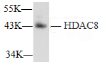 HDAC8 Monoclonal Antibody