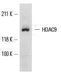 HDAC9 Polyclonal Antibody