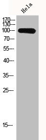 GCN5 Polyclonal Antibody