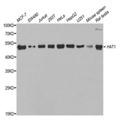 HAT1 Polyclonal Antibody