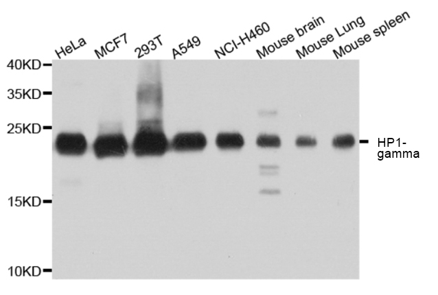 HP1-gamma Polyclonal Antibody