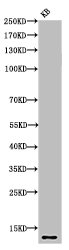 Histone H4K8ac (Acetyl H4K8) Polyclonal Antibody