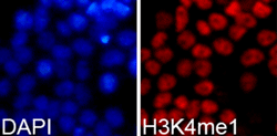 Histone H3K4me1 (H3K4 Monomethyl) Polyclonal Antibody