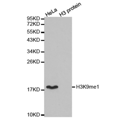 Histone H3K9me1 (H3K9 Monomethyl) Polyclonal Antibody