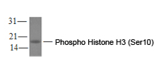 Phospho Histone H3 (Ser10) Monoclonal Antibody