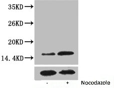 Phospho-Histone H3 (Thr3) Polyclonal Antibody