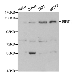 SIRT1 Polyclonal Antibody