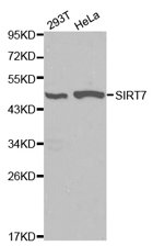 SIRT7 Polyclonal Antibody