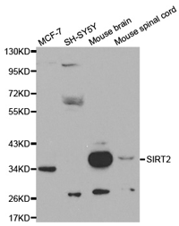 SIRT2 Polyclonal Antibody
