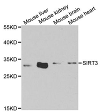 SIRT3 Polyclonal Antibody