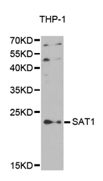 SAT1 Polyclonal Antibody