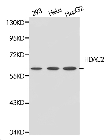 HDAC2 Polyclonal Antibody