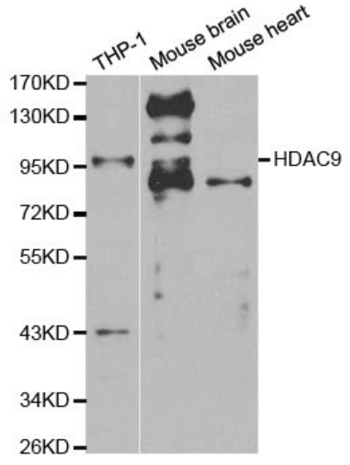 HDAC9 Polyclonal Antibody