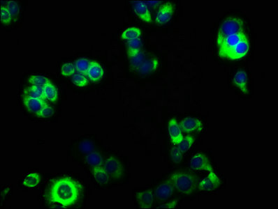 GABRA4 Polyclonal Antibody