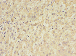 TET3 Polyclonal Antibody