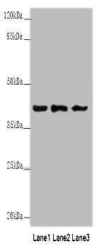 Anxa1 Polyclonal Antibody