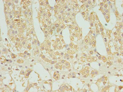 FAM136A Polyclonal Antibody