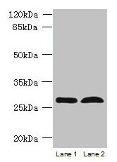 RTP4 Polyclonal Antibody