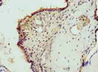 EPO Polyclonal Antibody