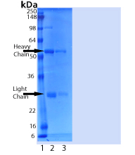 MDA5 Monoclonal Antibody [1B6], Biotin Conjugated